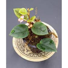 Image result for Begonia elaeagnifolia
