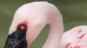 Ha long restaurant und teehaus. Flamingo Der Extravagante Kultstar Unter Den Vogeln Br Wissen