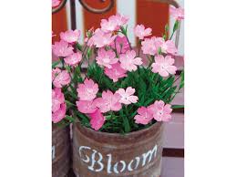 なでしこ さくら