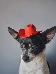 Cowboy Mini Hat Red Color For Dog Or Cat Halloween Pet Hat Etsy Mini Cowboy Hat Cowboy Hats Cowboy