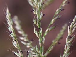 Image result for Arundinella nepalensis