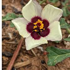 Image result for Hibiscus tridactylites