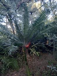 Image result for Encephalartos gratus