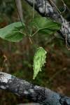 Image result for Pentarrhinum abyssinicum