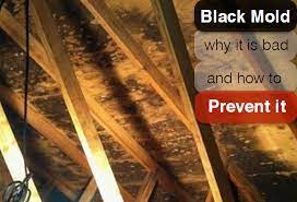 The mold that appears on your roof can damage your shingles and looks displeasing on the best of days. Black Mold Mold Remediation Roof Mold Repair