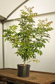 Fruit trees > subtropical fruit trees > longan tree a close relative to the lychee tree but much larger, stronger and more cold tolerant. Longan A Natural Farm