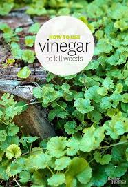 Use Vinegar As A Natural Weed Killer In Your Yard Gardening Garden Pests Kill Weeds With Vinegar Weed Killer