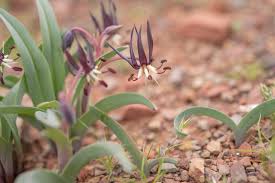 Image result for Ornithoglossum viride