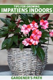 Image result for Impatiens