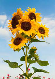 Sunflower Cluster Blue Flower Photos Sunflower Photography Sunflower Painting