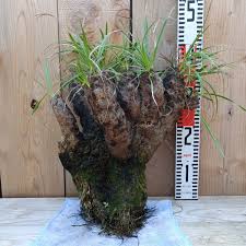 Image result for Xerophyta trichophylla