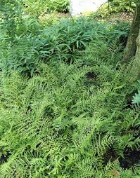 Image result for Dryopteris antarctica