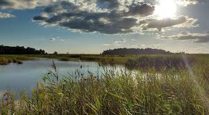 Wildtiere wie braunbären, wölfe, elche und unzählige vogelarten. Autofahren In Lettland Verkehrsregeln Nordisch Info