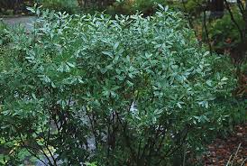 Image result for Myrica salicifolia