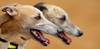 Greyhounds as pets nz's profile is incomplete. Safe On Twitter Sign The Petition To End Greyhound Racing In New Zealand Https T Co Ppfleacikw Twitter