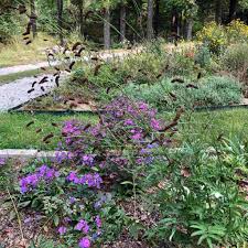 Image result for Craterostigma purpureum