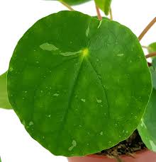 Geldbaum und kanonierpflanze sind weitere namen der pilea. Pilea Peperomioides White Splash Panaschierter Gluckstaler Fangblatt Karnivorenshop