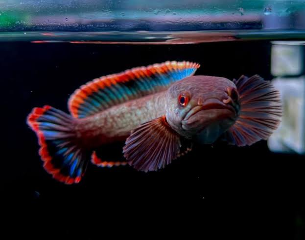 • Local Pride • •Channa Limbata CB Temanggung•