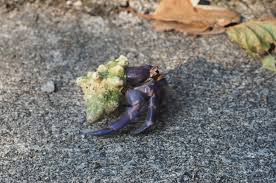 Remove the extra health and add more armor (damage block). Blueberry Hermit Crab Coenobita Purpureus Inaturalist