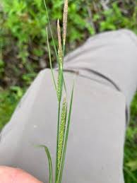 Image result for Tristicha