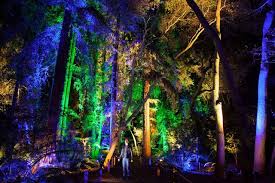 Lightswitch And Elation Lighting Magic At Descanso Gardens Enchanted Forest Of Light Lights Tour Enchanted Forest Holiday Lights