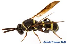 Image result for Leucas capensis