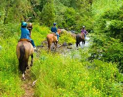 You are then required to make your way across to the left side of the park, where the horses are being prepared for your horse riding experience. 17 Tips For Recreational Trail Riders The Horse