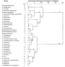 Image result for Courtoisina cyperoides