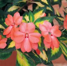Image result for Impatiens sylvicola