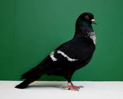 Black And White Birds In Southern California Starling Black White Bar Oc 626 Lauren Spece Pigeon Breeds Pigeon Birds