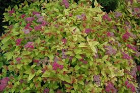 Oswego, il 60543 united states. Magic Carpet Spirea Magic Carpet Spirea Spirea Garden Shrubs