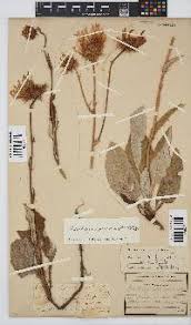 Image result for Berkheya speciosa