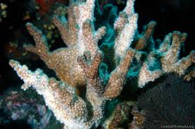 Image result for Corallocarpus schinzii