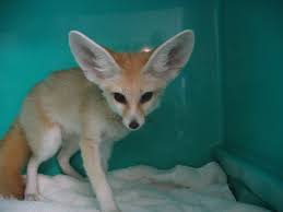 They are up to date on shots and will come to their new family with everything they need to get off to a fantastic start. Exotic Animals And The Law What Are Indiana S Laws Avian Exotic Animal Clinic