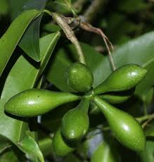 Image result for Artabotrys