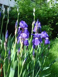 See traveler reviews, 6 candid photos, and great deals for floare de iris, ranked #13 of 69 specialty lodging in what are some restaurants close to floare de iris? Floare De Iris Lumea Lui Alexandru