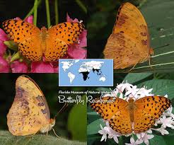 There was this beautiful orange and black butterfly, one monarch. Id Guide Orange Butterflies Exhibits