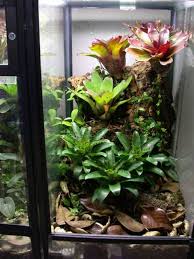 Vriesea Racinae Google Search Bromeliads Vivarium Plants