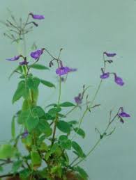 Image result for Streptocarpus glandulosissimus
