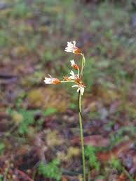 Image result for Fimbristylis dichotoma