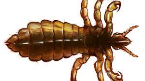 A sofa bed is one such furniture item, which is ideal for a small home. Parasiten Kopflause Viele Massnahmen Sind Vollig Nutzlos Welt