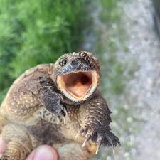 Image result for turtle