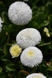 Image result for Bellis