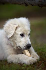 Find maremma in canada | visit kijiji classifieds to buy, sell, or trade almost anything! 100 Maremma Sheepdog Ideas Maremma Sheepdog Sheepdog Livestock Guardian Dog