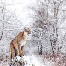 Gratis för kommersiellt bruk ✓ ingen attribution krävd ✓. Portrat Eines Pumas Berglowe Puma Panther Eine Haltung Auf Leinwandbilder Bilder Myloview De