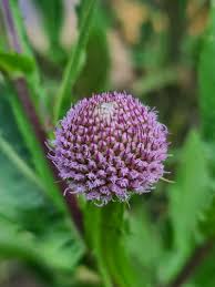 Image result for Sphaeranthus suaveolens