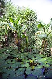 Une Balade Dans Le Jardin D Eden De L Ermitage Jardins Jardin Deden Jardin Tropical
