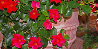 Speriamo che questa selezione, adatta a spazi e case di qualsiasi. Dipladenia Rampicante Con Grandi Fiori A Forma Di Campanelle