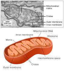 Plant cell walls are highly complex structures composed of diverse classes of polysaccharides labeled cell wall degrading enzymes as probes. Mitochondria And Chloroplasts Article Khan Academy