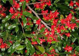 Image result for Ochna barbosae